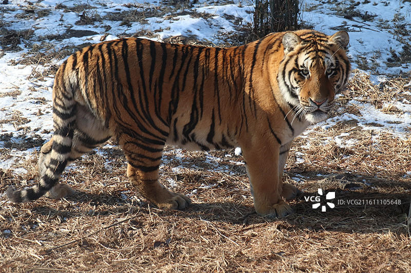 雪原之王：哈尔滨东北虎林园图片素材