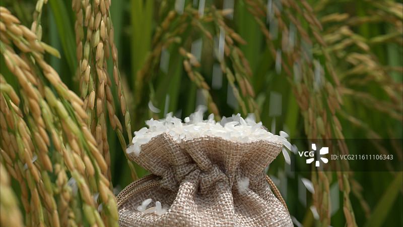 丰收季节稻谷收获收割图片素材