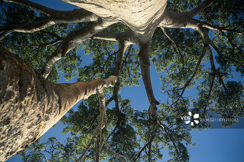 猴面包树与月 5图片素材