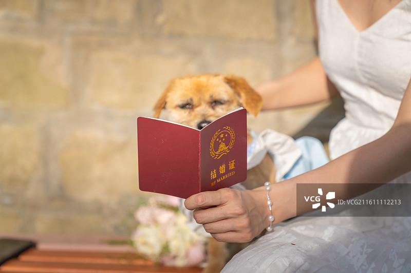 小狗 见证爱情 领证 结婚证 婚纱图片素材