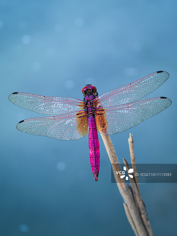 紫红蜻蜓：水面枝头的守望者图片素材
