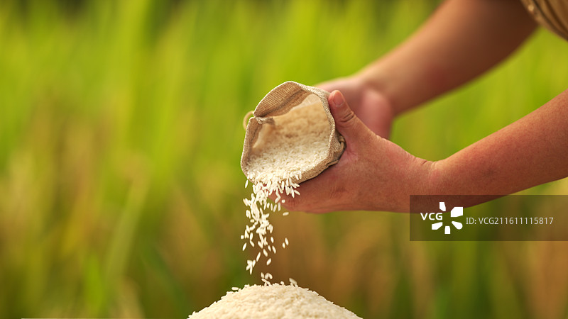 丰收季节稻谷收获收割图片素材