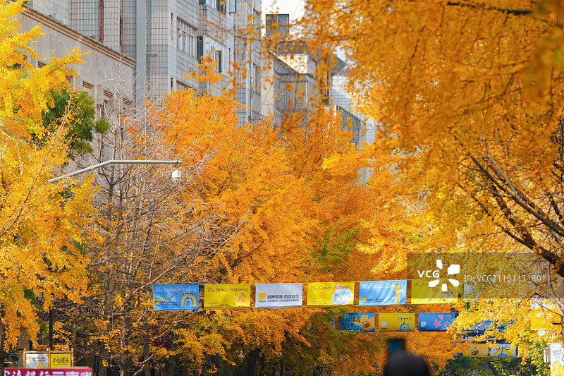 昆明文林街银杏黄了图片素材