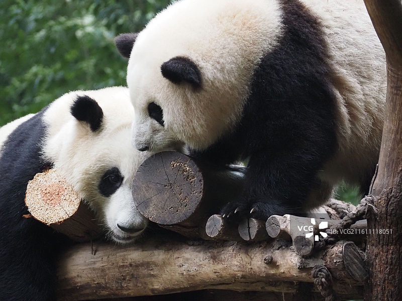 熊猫图片素材