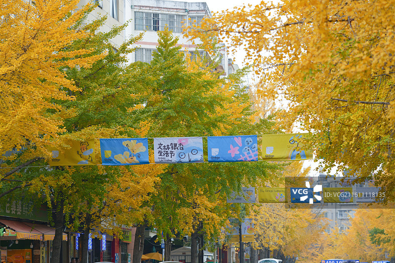 昆明文林街银杏黄了图片素材
