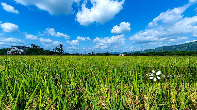 重庆大足隆平五彩稻田航拍图片素材