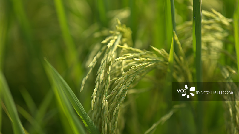 丰收季节稻谷收获收割图片素材