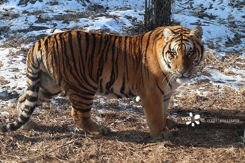 雪原之王：哈尔滨东北虎林园图片素材