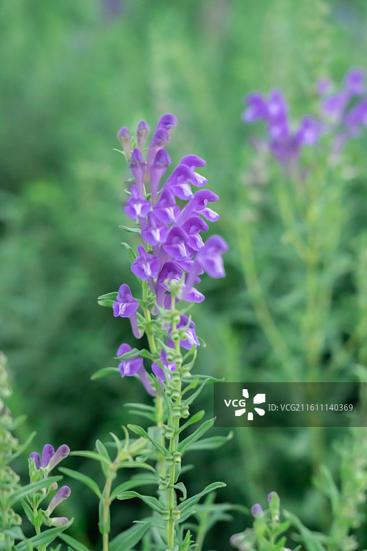 黄芩中药材图片素材