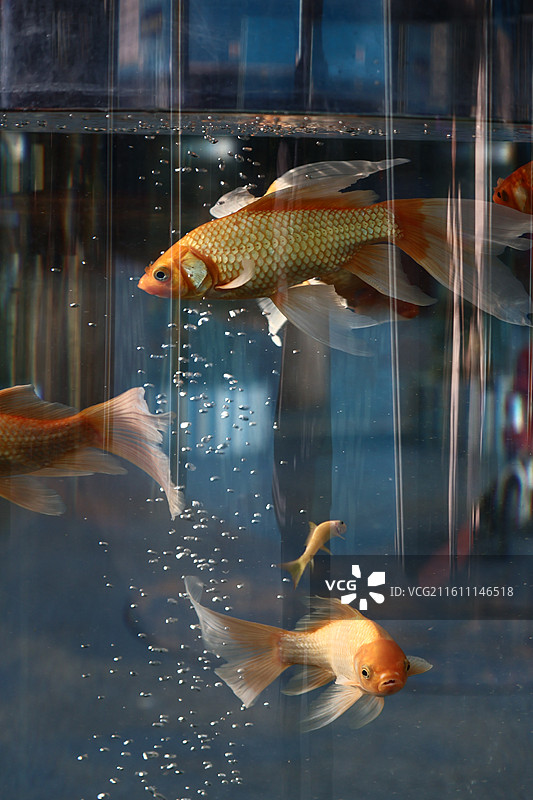 广州动物园金鱼图片素材