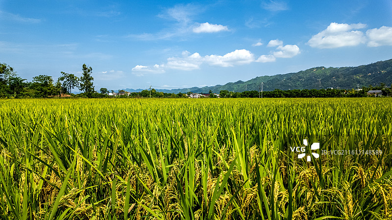 重庆大足隆平五彩稻田航拍图片素材