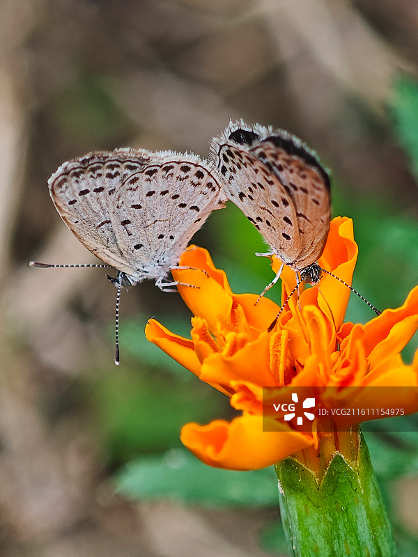 两只曲纹紫灰蝶微距特写图片素材