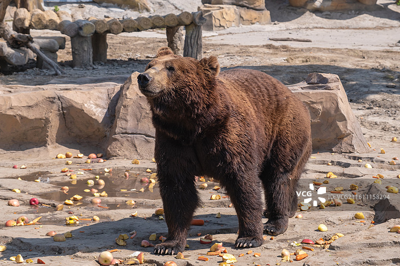 南通森林动物园等待投喂的棕熊图片素材