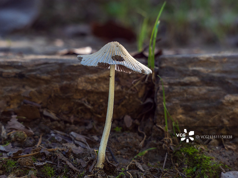 野生的菌菇图片素材