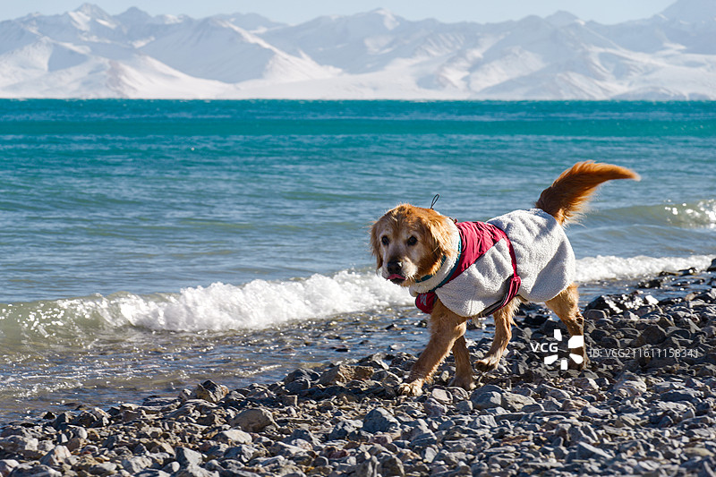 一只身穿红白相间棉服的金毛犬，背景是绵延的雪山和纯净的蓝色湖泊图片素材