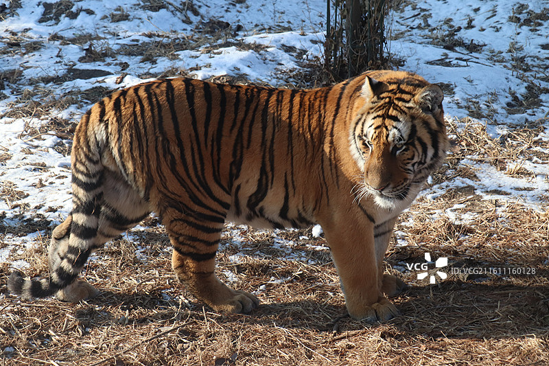 雪原之王：哈尔滨东北虎林园图片素材