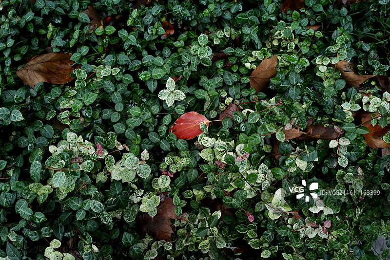 秋天草地上落满金黄色的秋叶图片素材