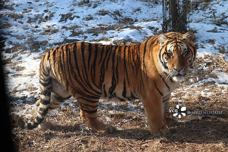 雪原之王：哈尔滨东北虎林园图片素材