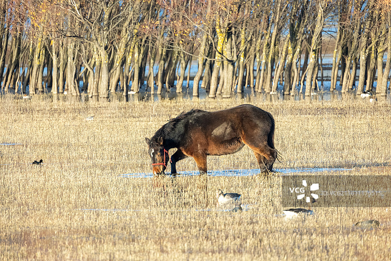湿地公园中河水的马图片素材