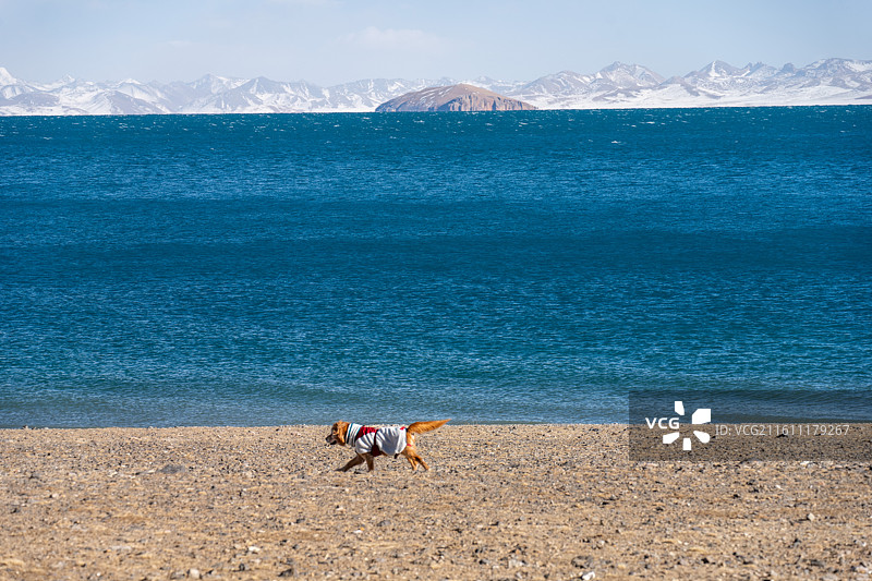 一只身穿红白相间棉服的金毛犬，背景是绵延的雪山和纯净的蓝色湖泊图片素材