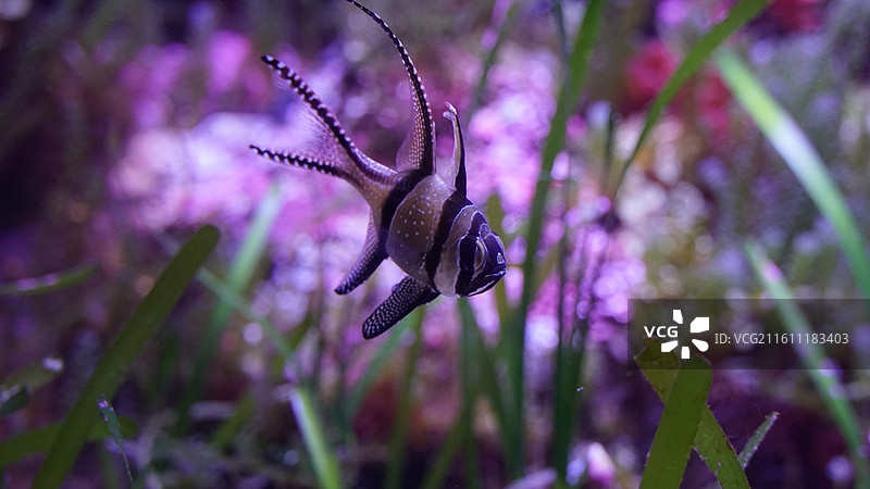 海洋生物 水族馆图片素材