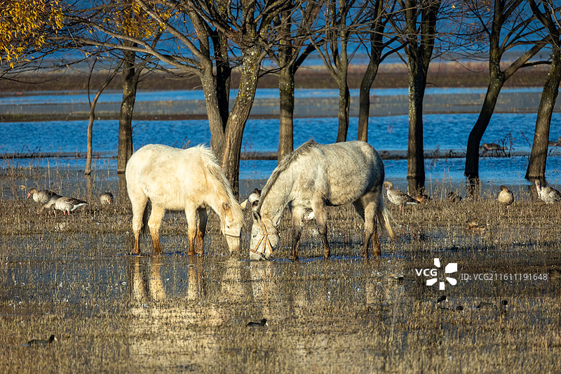 绽放的樱花特写图片素材
