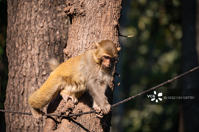 西昌泸山猴子低角度仰拍图图片素材