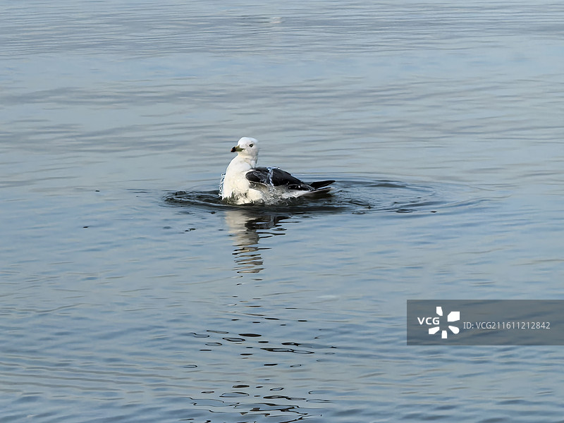 威海市九龙湾公园海鸥出水图片素材