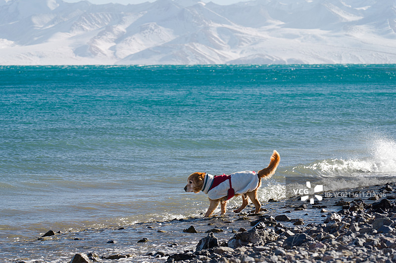 一只身穿红白相间棉服的金毛犬，背景是绵延的雪山和纯净的蓝色湖泊图片素材