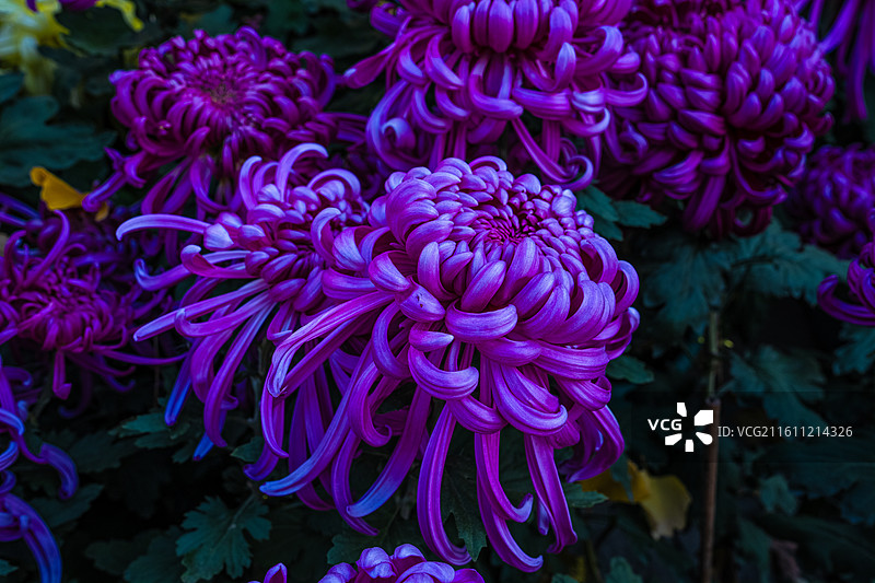 菊花 特写 苏州园林盆景 园艺 姹紫嫣红 花团锦簇图片素材