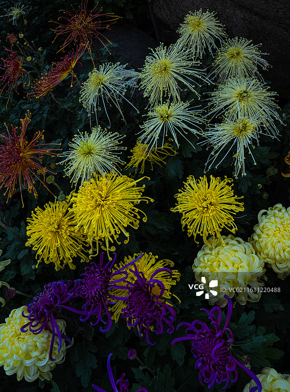 菊花 特写 苏州园林盆景 园艺 姹紫嫣红 花团锦簇图片素材