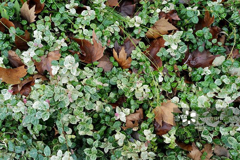 秋天草地上落满金黄色的秋叶图片素材