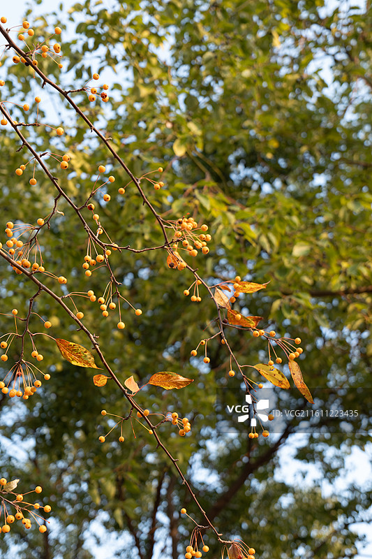 海棠果实到了秋天变成黄色的小球球图片素材