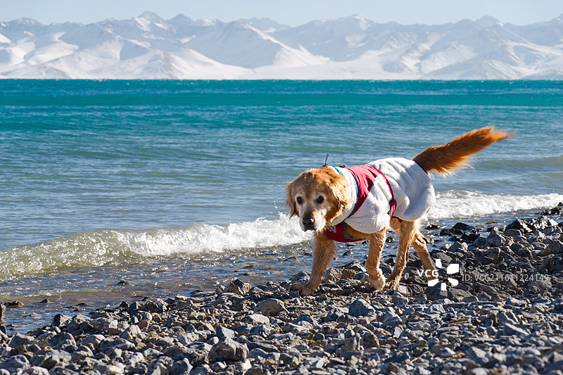 一只身穿红白相间棉服的金毛犬，背景是绵延的雪山和纯净的蓝色湖泊图片素材