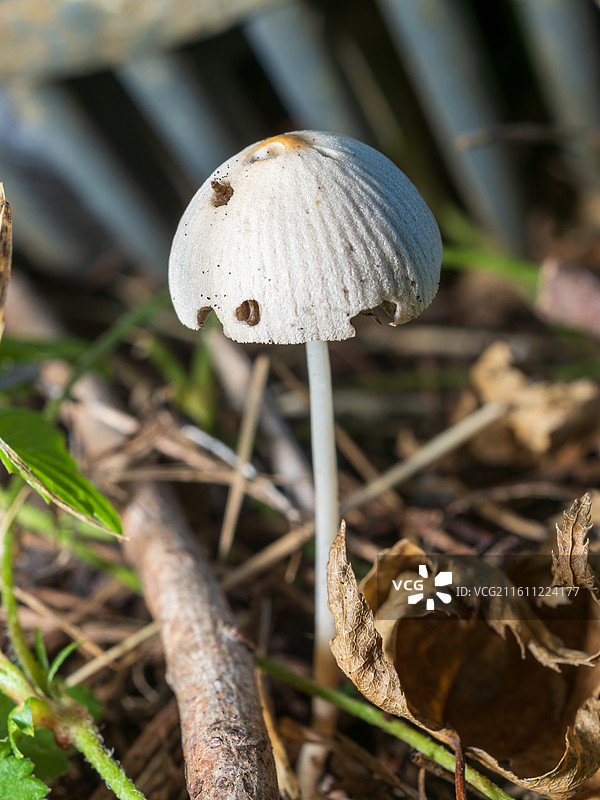 野生的菌菇图片素材