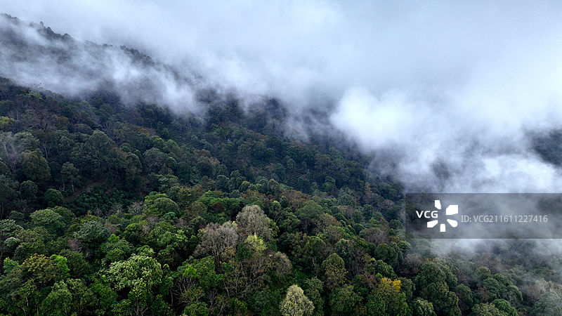 西双版纳 南糯山茶园云海图片素材