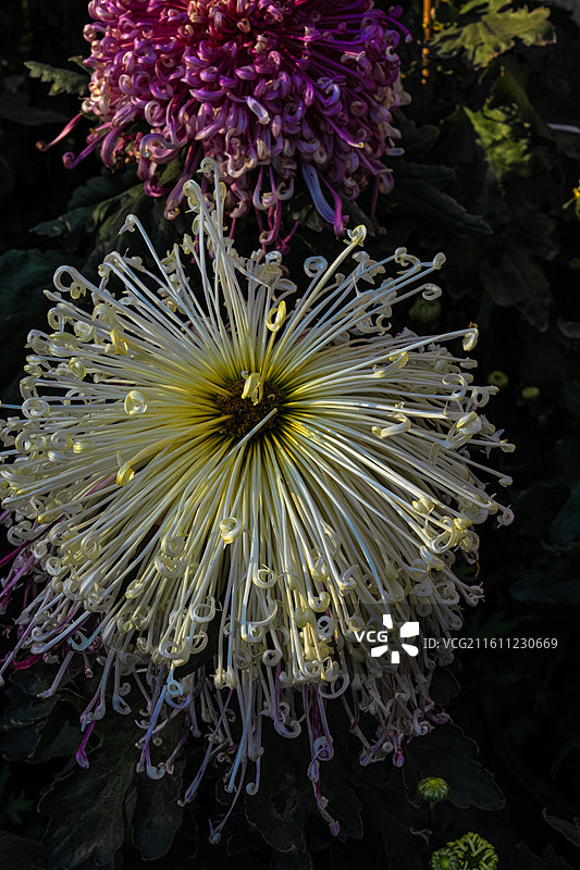 菊花 特写 苏州园林盆景 园艺 姹紫嫣红 花团锦簇图片素材