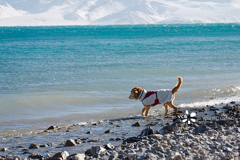 一只身穿红白相间棉服的金毛犬，背景是绵延的雪山和纯净的蓝色湖泊图片素材