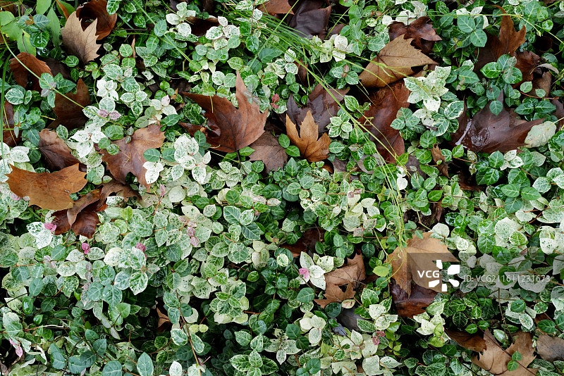 秋天草地上落满金黄色的秋叶图片素材