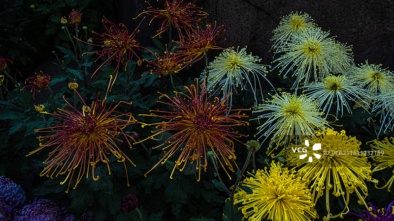 菊花 特写 苏州园林盆景 园艺 姹紫嫣红 花团锦簇图片素材
