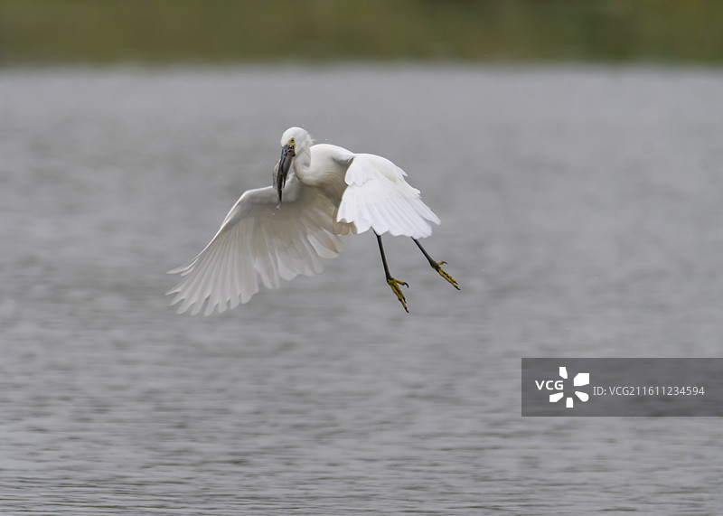 狼吞虎咽的样子图片素材