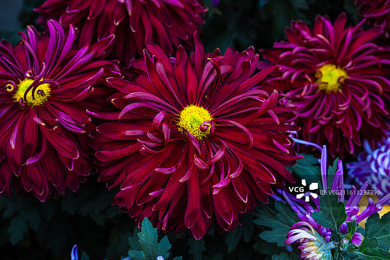 菊花 特写 苏州园林盆景 园艺 姹紫嫣红 花团锦簇图片素材