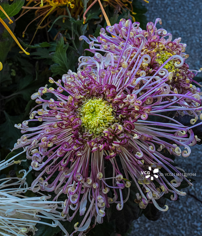 菊花 特写 苏州园林盆景 园艺 姹紫嫣红 花团锦簇图片素材