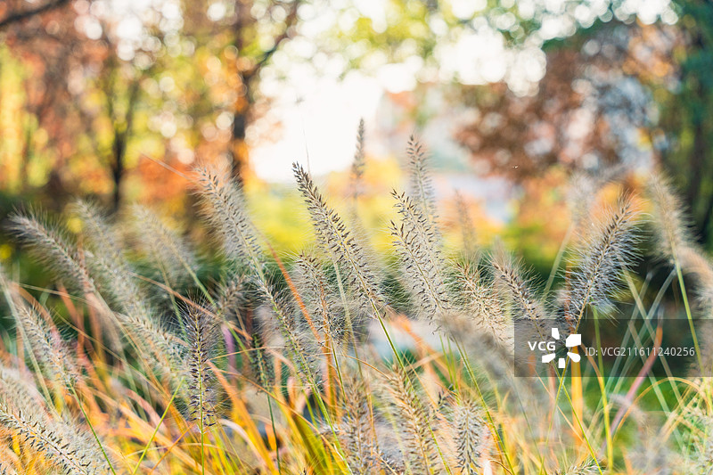 秋天舞动的狼尾草图片素材