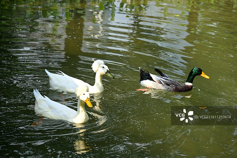 池塘中嬉戏游弋的白羽鸭与黑鸭图片素材