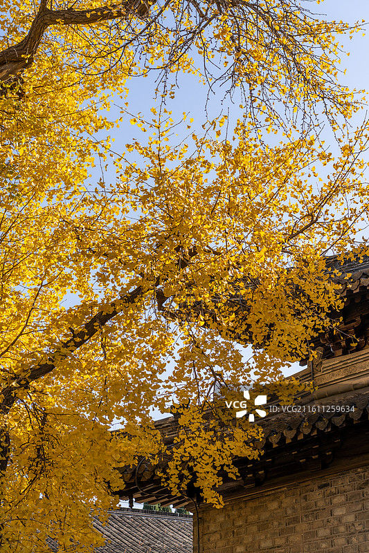 扬州八怪纪念馆的秋天银杏图片素材