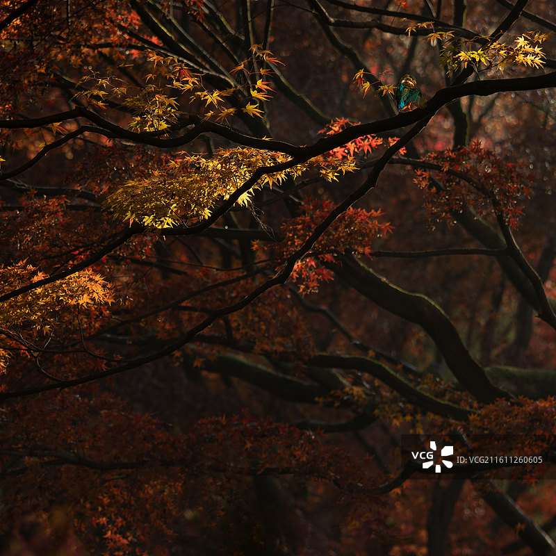 灼灼枫华图片素材