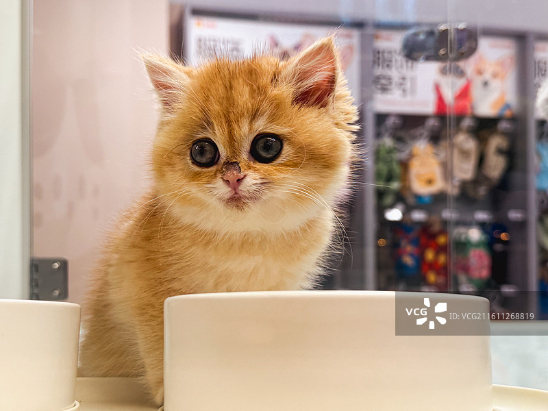 英短金渐层矮脚猫图片素材