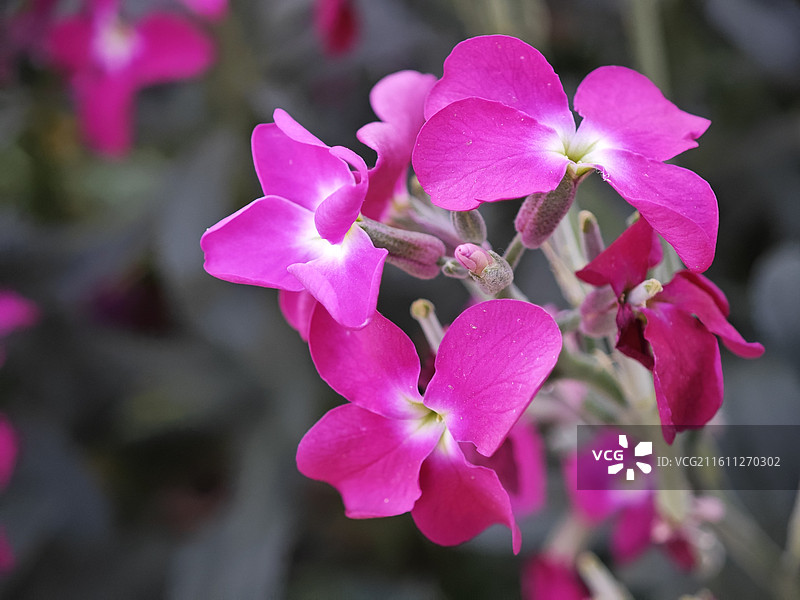 紫罗兰图片素材