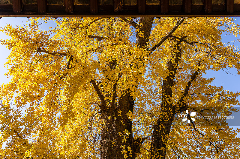 扬州八怪纪念馆的秋天银杏图片素材
